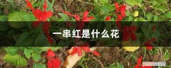 一串红是什么花序类型 一串红是什么花
