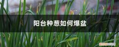 阳台种大葱如何爆盆 阳台可以种葱吗，如何养爆盆？