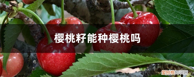 樱桃籽能种樱桃吗 樱桃籽能种樱桃吗