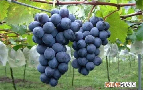 孕妇吃什么水果，孕妇吃什么水果止咳化痰效果最好