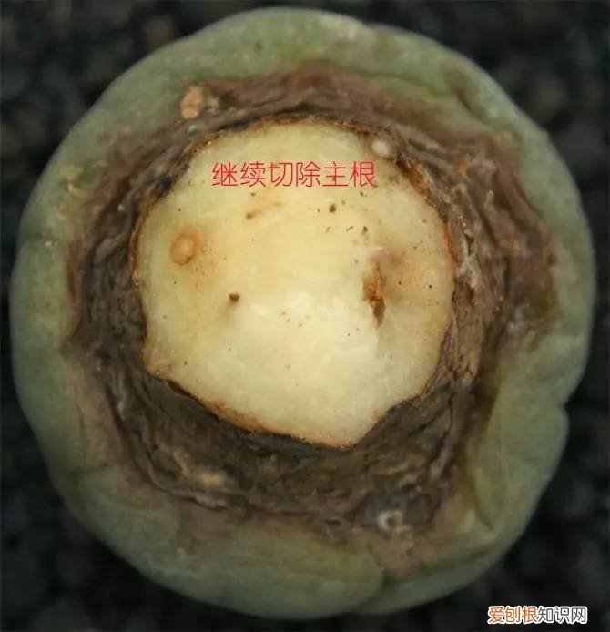 多肉多长时间修根，别偷懒！多肉修根才能长更快！