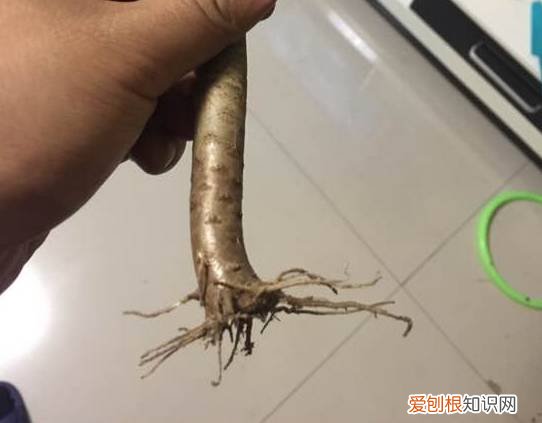 多肉多长时间修根，别偷懒！多肉修根才能长更快！