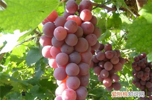 孕妇不能吃的水果，孕妇不能吃的水果和蔬菜