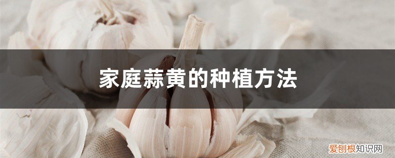 自己家怎样种蒜黄 在家怎么种蒜黄，家里怎么种蒜黄长得快