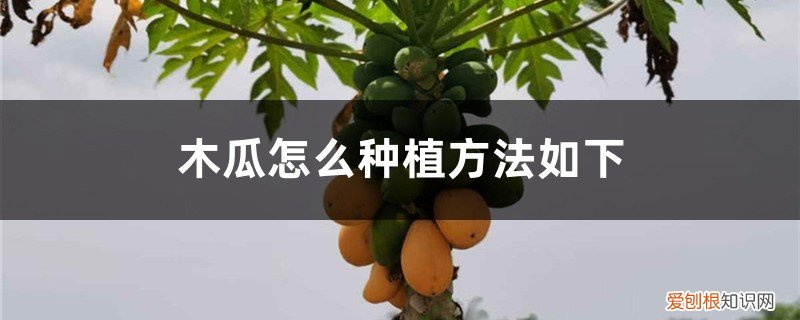 木瓜怎样种植?木瓜种植的方法 木瓜怎么种植盆栽