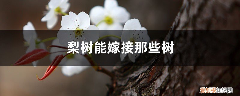 梨树和苹果树能嫁接吗 梨树可以嫁接什么树，苹果和桃树可以吗