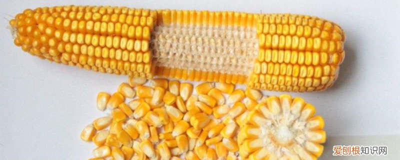 玉米种MC670 mc670玉米种子介绍 玉米种子怎么种