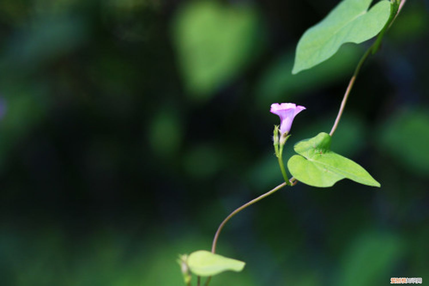 喇叭花是什么季节开花的呀? 喇叭花什么季节开，喇叭花的特点是什么