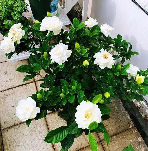西红柿洋白菜做法，西红柿洋葱胡萝卜，切碎加水倒盆里，叶子绿出油，花开娇滴滴