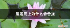 冬天睡莲插花瓶里能开花吗 睡莲插花瓶里怎么养，为什么晚上会合拢
