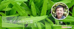 一月份种啥菜 一月份种什么菜