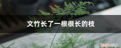 文竹枝长的太长怎么办 文竹长了一根很长的枝要怎么办