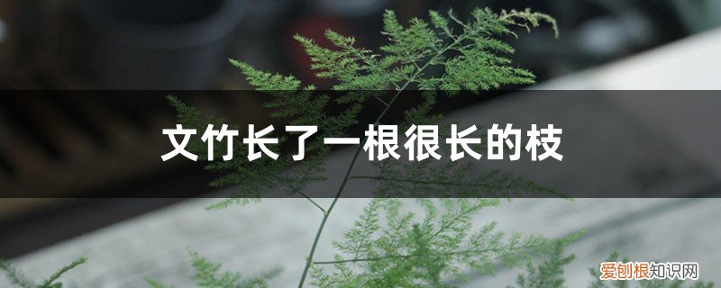 文竹枝长的太长怎么办 文竹长了一根很长的枝要怎么办