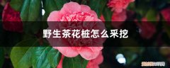 野茶花下山桩怎么栽成活上 野生茶花桩怎么釆挖