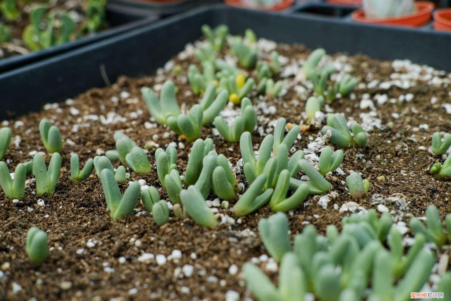 多肉植物沙土比例 养多肉沙子和土的比例
