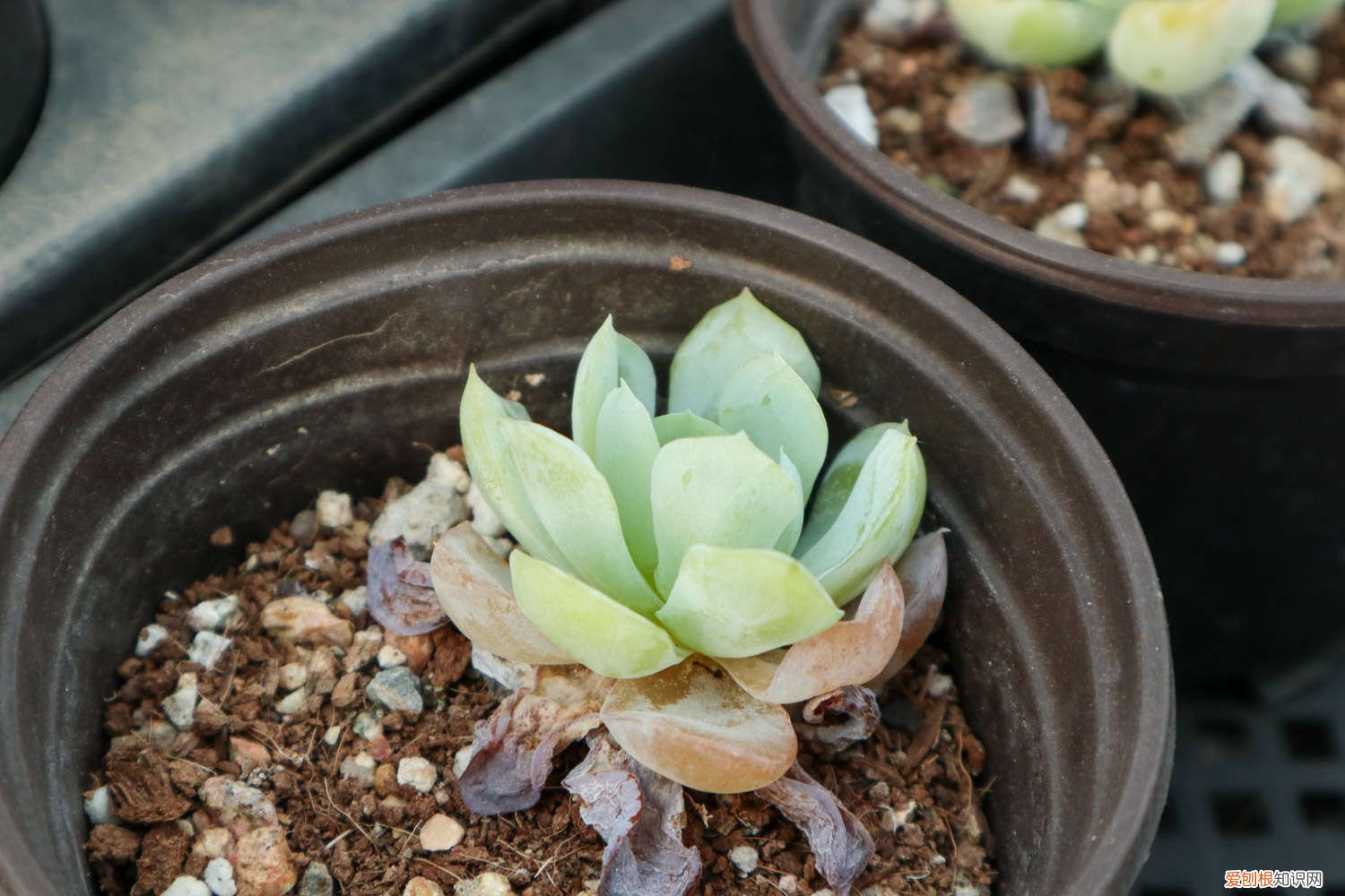 多肉植物沙土比例 养多肉沙子和土的比例