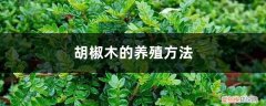胡椒木的养殖方法