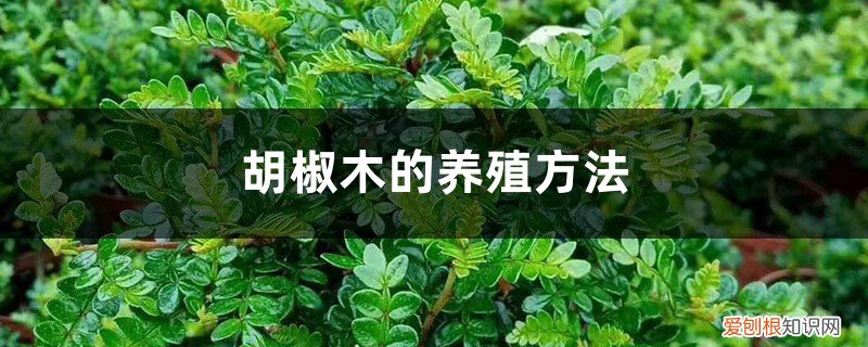 胡椒木的养殖方法
