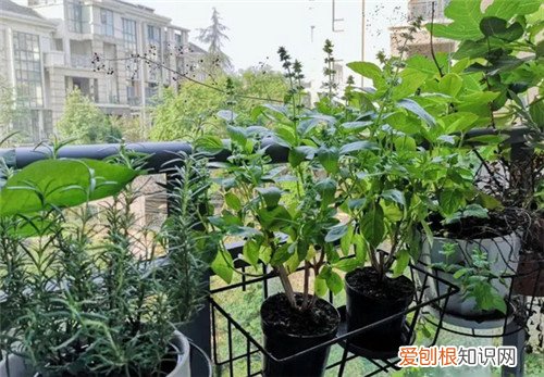 阳台种菜的危害有哪些有哪些，阳台种菜吃到底好不好
