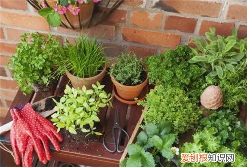 阳台种菜的危害有哪些有哪些，阳台种菜吃到底好不好