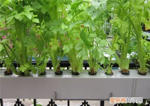 阳台种菜的危害有哪些有哪些，阳台种菜吃到底好不好
