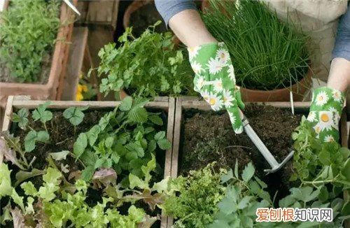 阳台种菜的危害有哪些有哪些，阳台种菜吃到底好不好