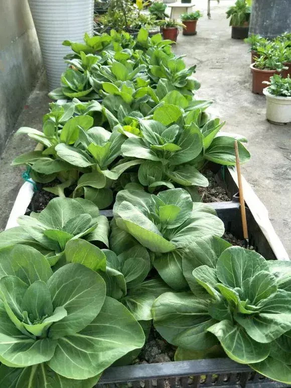 农村转1圈，捡来一袋肥，丢盆里开成花海一片，种菜吃不完