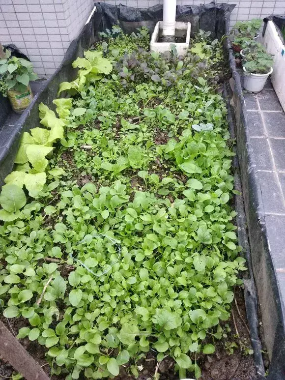 农村转1圈，捡来一袋肥，丢盆里开成花海一片，种菜吃不完