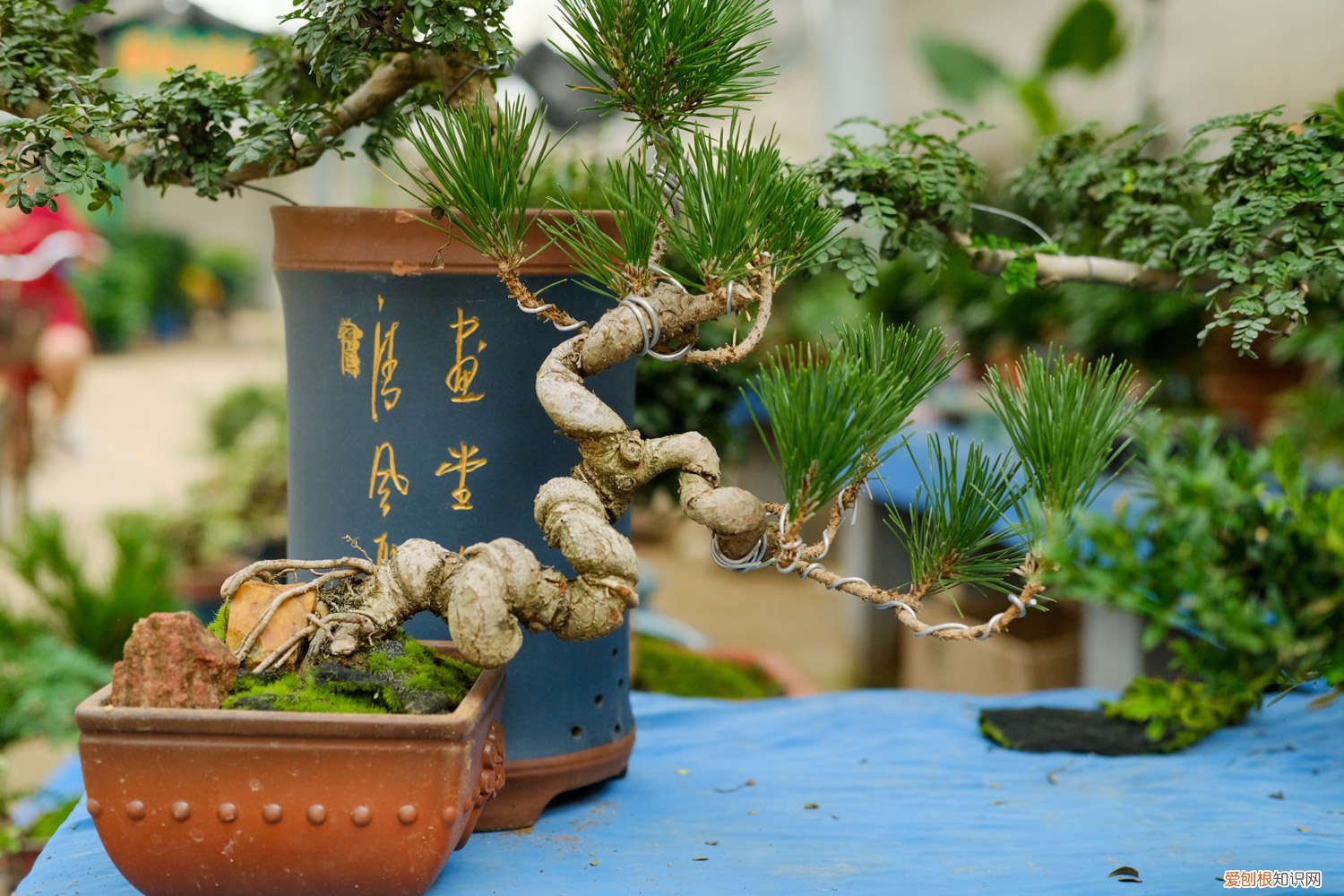 松果 含义 松果代表什么意义