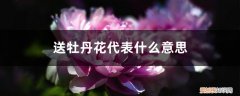 送花送牡丹是什么意思 送牡丹花代表什么意思