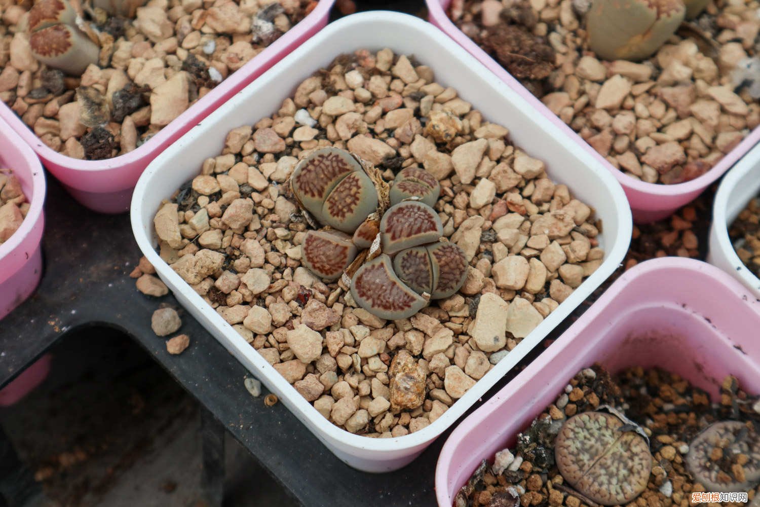 生石花怎么判断是否开始脱皮 生石花脱皮前预兆