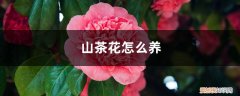 山茶花怎么养殖方法和注意事项 山茶花怎么养