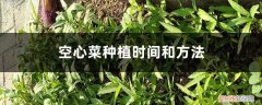 空心菜种植时间和方法 阳台 大叶 空心菜种植时间和方法