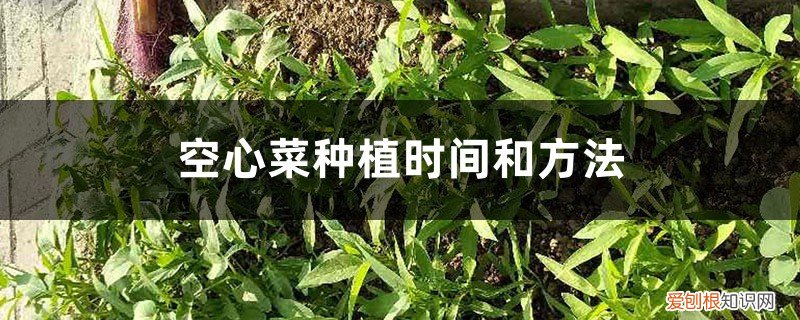 空心菜种植时间和方法 阳台 大叶 空心菜种植时间和方法