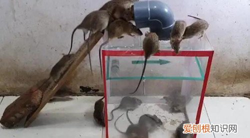 家里有老鼠怎么办,冬天家里有老鼠怎么办