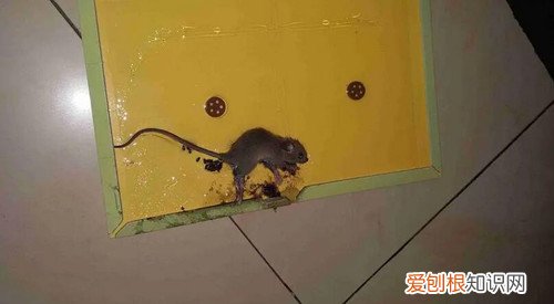 家里有老鼠怎么办,冬天家里有老鼠怎么办