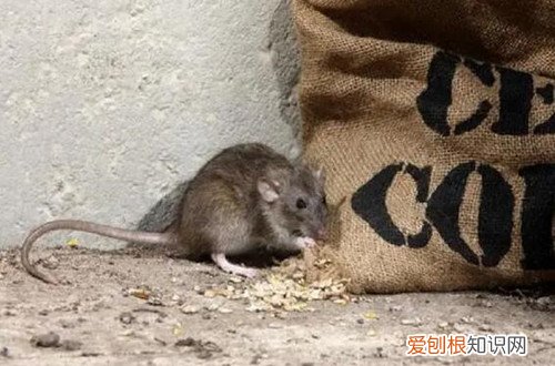 家里有老鼠怎么办,冬天家里有老鼠怎么办