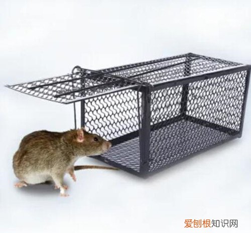 家里有老鼠怎么办,冬天家里有老鼠怎么办