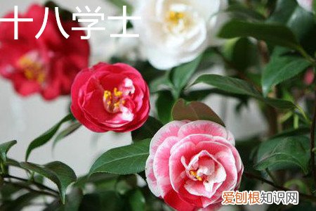 十八学士茶花特点 十八学士茶花和赤丹茶花的区别