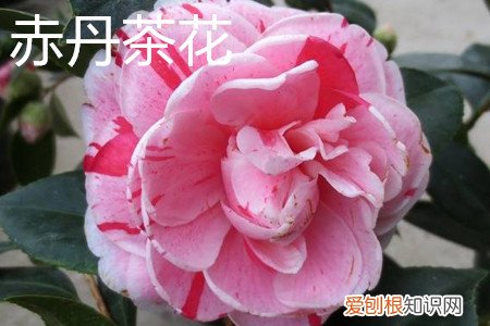 十八学士茶花特点 十八学士茶花和赤丹茶花的区别