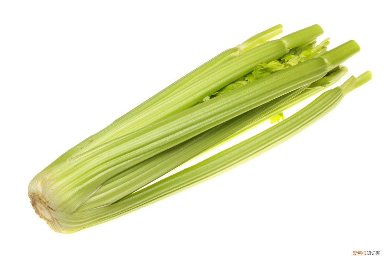 芹菜育苗什么时候可以移栽 芹菜育苗方法和时间