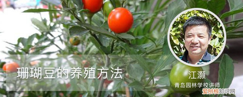 珊瑚豆的养殖方法 夏天 珊瑚豆的养殖方法
