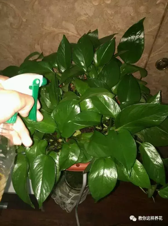 洗液的冲洗器用之前需要用开水泡吗，3种水冲一冲，绿萝君子兰大变样，叶子油绿呼呼长
