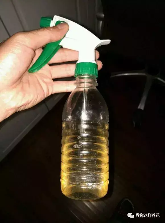 洗液的冲洗器用之前需要用开水泡吗，3种水冲一冲，绿萝君子兰大变样，叶子油绿呼呼长