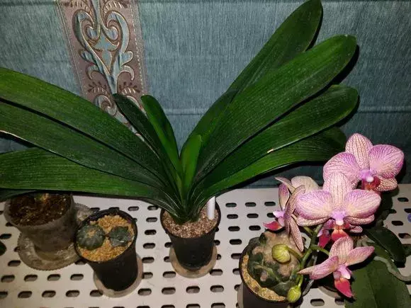 洗液的冲洗器用之前需要用开水泡吗，3种水冲一冲，绿萝君子兰大变样，叶子油绿呼呼长