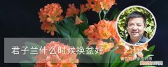 君子兰啥时候换盆 君子兰什时候换盆好