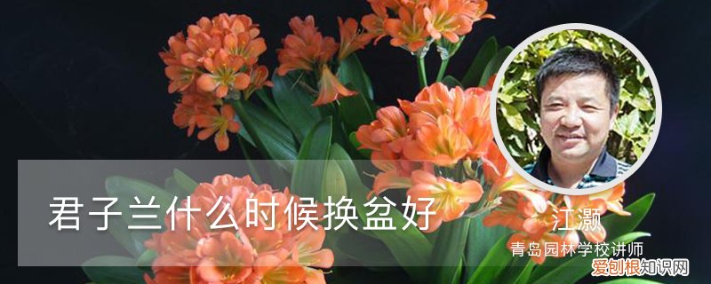 君子兰啥时候换盆 君子兰什时候换盆好