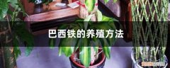 巴西铁木的养殖方法 巴西铁的养殖方法