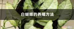 蝴蝶怎么养殖方法 白蝴蝶的养殖方法