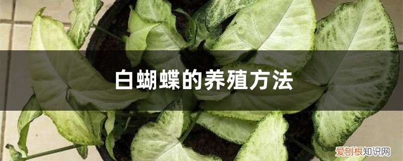 蝴蝶怎么养殖方法 白蝴蝶的养殖方法
